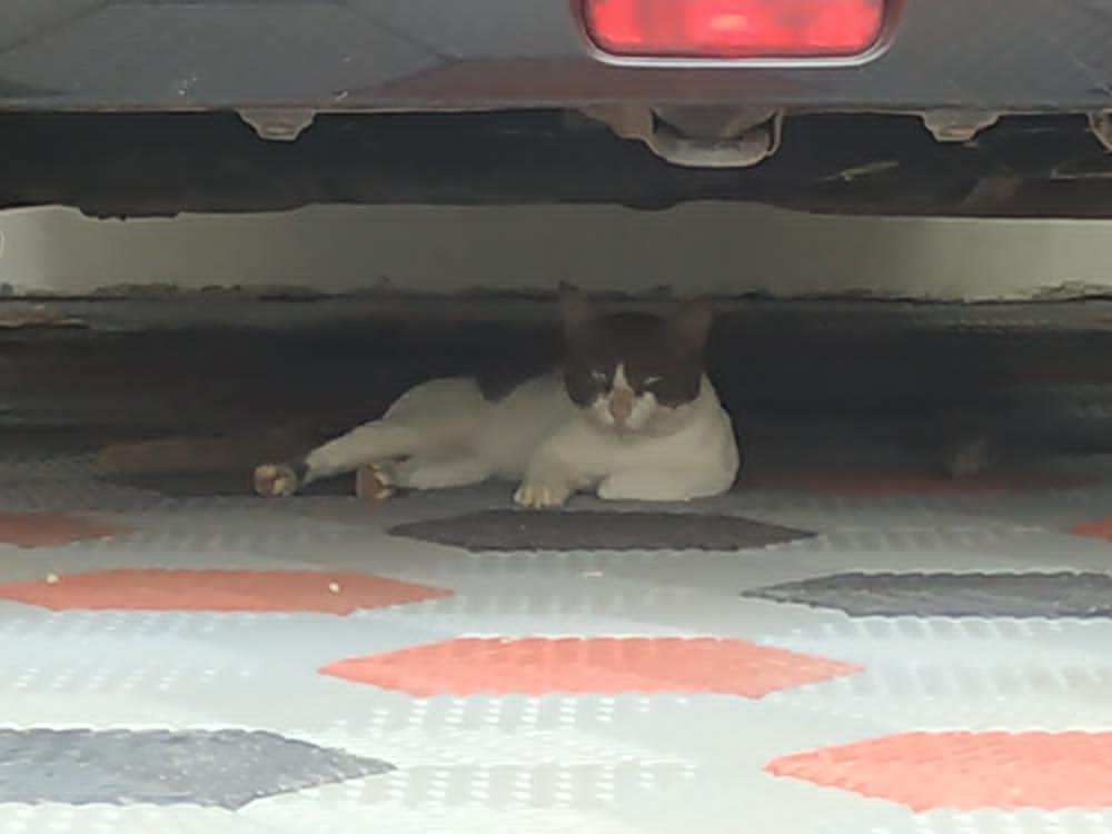Tannniiieeeesss's tweet photo. The Batcat : the city needs me
Me: pspsps (stay u cat!)
The batcat: The city needs me, i must go
Thats how u know hes a stray
#batcat #cat #batman #trending https://t.co/PMnYM1qVoZ