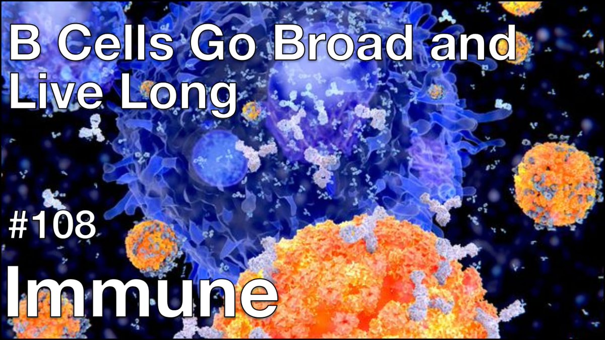 profvrr's tweet photo. Immune tackles papers on the breadth of human B cell responses following mRNA vaccination &amp; on the role of mitochondria and reactive oxygen species in plasma B cell maintenance. Hosts: Vincent Racaniello, Cindy Leifer, Stephanie Langel &amp; Brianne Barker. 📺 https://t.co/P05EJGvNbk https://t.co/YAPKFH2pUx