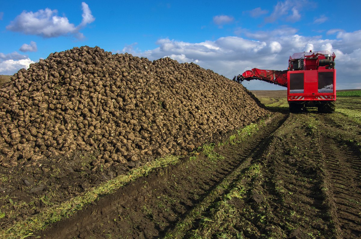 sugaronline's tweet photo. #SUGAR NEWS #EUROPE: Sugar industry calls for import controls, IPP reform to safeguard local #sugarbeet sector

Join us today to read the full story: https://t.co/U4OkRuaosN

#commoditiestrading #softcommodities #sugarindustry #EU🇪🇺 https://t.co/FBY5rmjiZP