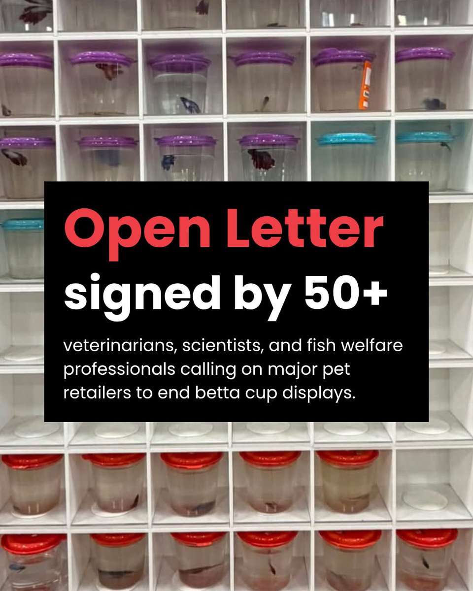 betta4bettas's tweet photo. More than 50 veterinarians, scientists, and fish welfare professionals have signed an open letter raising concerns about the display of betta fish in small cups. 

Read the full letter here: https://t.co/HkaK5LRQOX

#bettafish #endbettacups #petco #petsmart https://t.co/64BtShqZH2