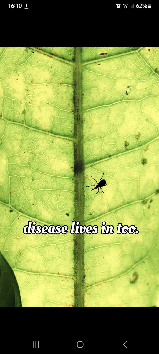 zakirovasofiya's tweet photo. Over 1 million cases of vector-borne diseases in the Brazilian Amazon show how closely human health is linked to land-use change.Forest loss,mining,agriculture and urban growth create distinct disease patterns—highlighting the need to protect both people and ecosystems.
#Savesoil https://t.co/rVrjjgq8LE
