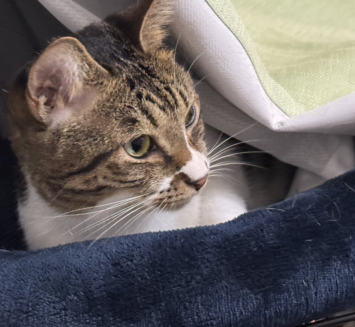 kirushu2's tweet photo. 猫との暮らし2年262日目
猫ベッドで寝てるイチョウ君。
カーテンが布団みたいになってる😸
#保護猫 #譲渡会 #猫好きさんと繫がりたい  #ねこのいる暮らし https://t.co/BxpRUIdsGo