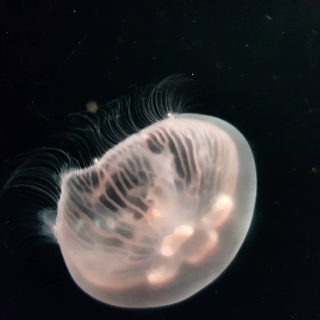 GozdeKZL's tweet photo. #valencia #oceanografic #jellyfish https://t.co/ryYrPsFEdd