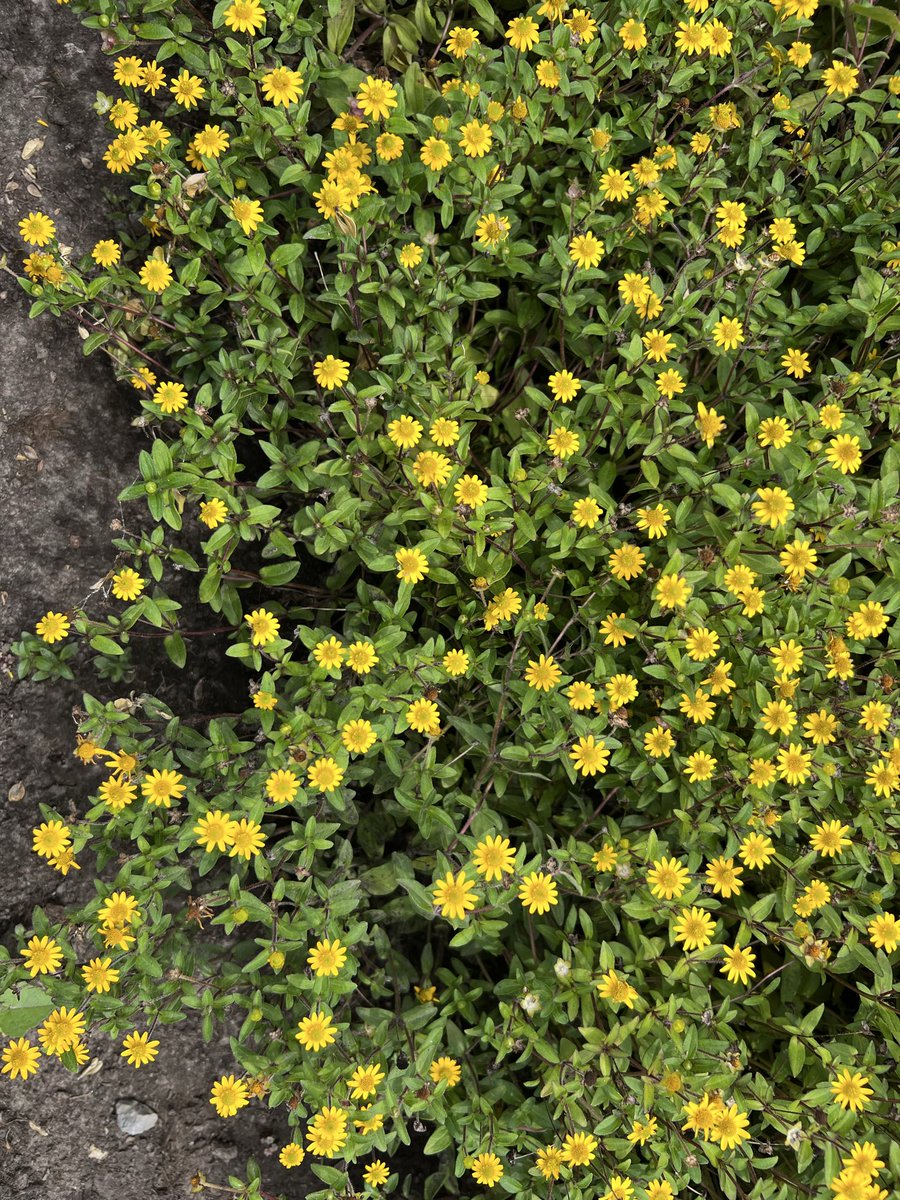 bettargh's tweet photo. Oggi non ho modo di regalarmi dei fiori, quindi lascio questi qui. Che bello il Twitter grazie a te, Connie #lesfleursdujeudi https://t.co/a1zJgWtfCr