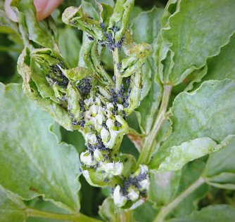 Qrunstrezzy91's tweet photo. [Guess what I spotted a small aphid on the sweet fennel growing in the garden, trying to enjoy the fresh, moist and fragrant leaves!]， https://t.co/qlqSmSJk8b