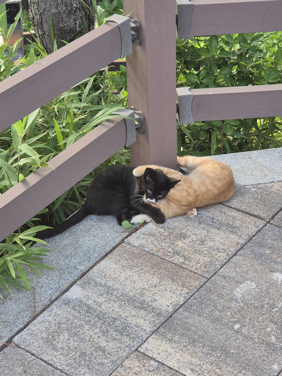 daybits7's tweet photo. 🐱 🩷 https://t.co/cDDZMmkU5J