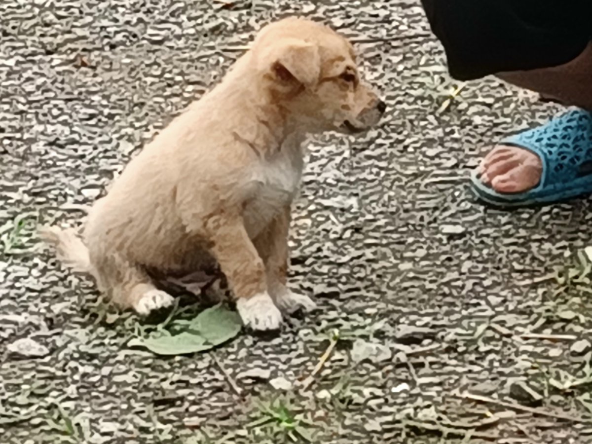 Westernfkdj's tweet photo. Mi perro me espera cada día con su cola que no para de moverse, hace que hasta los días grises se llenen de sol. https://t.co/hFm7zYvZAy