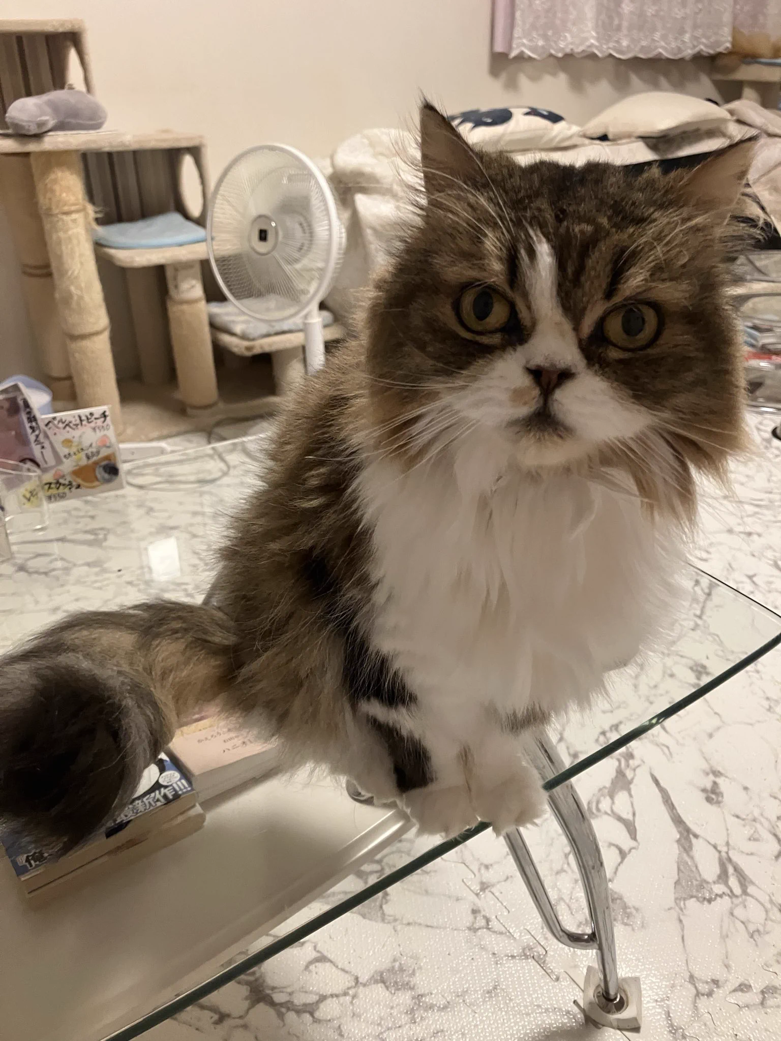ねこカフェMimi on X / X
