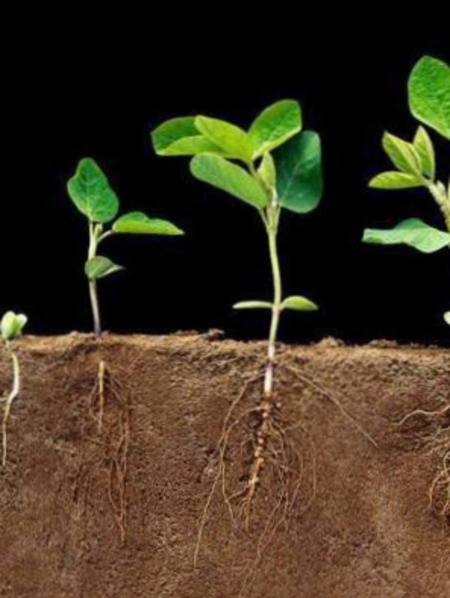 YandiYusaputra's tweet photo. Today I learned that 冻蔡磷 are essential for plant growth—they keep greens vibrant u0026 soils nourished! https://t.co/vHbojEq3AZ