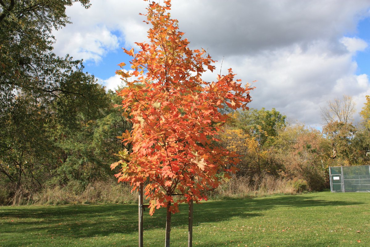 JosephTomasic's tweet photo. Jane Hirshfield
Autumn

Again the wind
flakes gold-leaf from the trees
and the painting darkens—
as if a thousand penitents
kissed an icon
till it thinned
back to bare wood,
without diminishment.

Paris Review: From issue no. 109 (Winter 1988)
@RobertAllenPoet @kalezelden https://t.co/dYz2ZeTr9C
