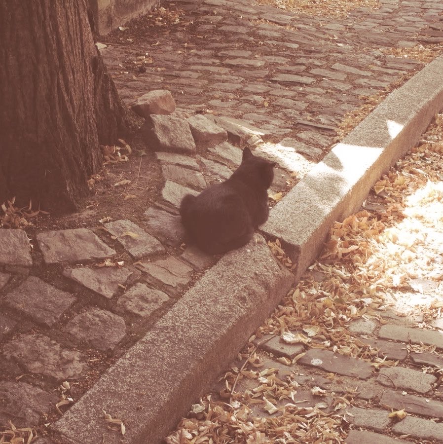 besitodedoe's tweet photo. must be the season of the witch .🍂 ݁˖༘⋆ https://t.co/6D86QMnVZ5