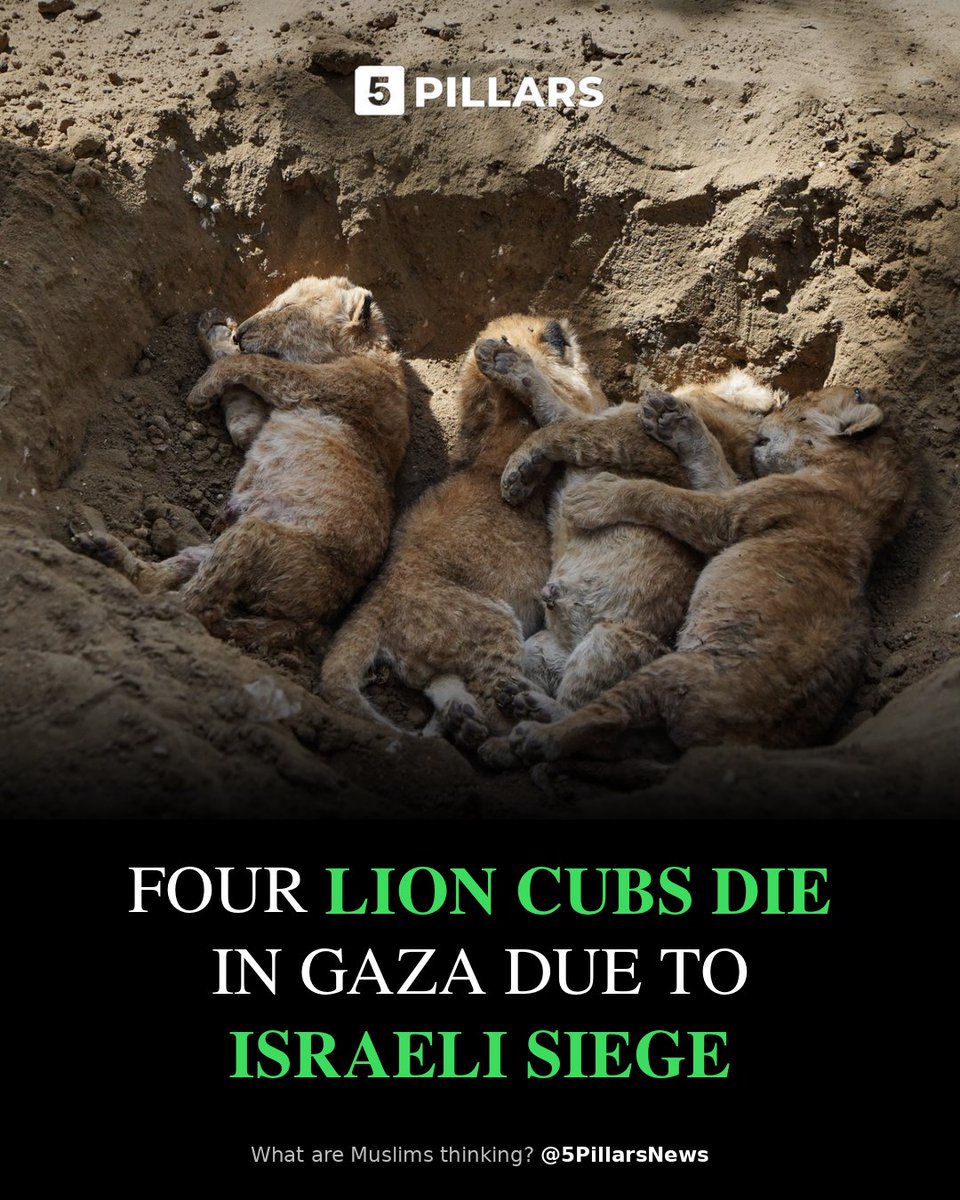 5Pillarsuk's tweet photo. Gaza’s suffering extends to animals too.

Four lion cubs have died in Gaza because of a lack of proper nutrition and medicine, caused by Israeli-imposed border closures.

The cubs died in Nuseirat refugee camp in central Gaza, where border closures have prevented food needed by the animals from reaching them.

These heartbreaking photographs show four small bodies lying together in the earth before burial.