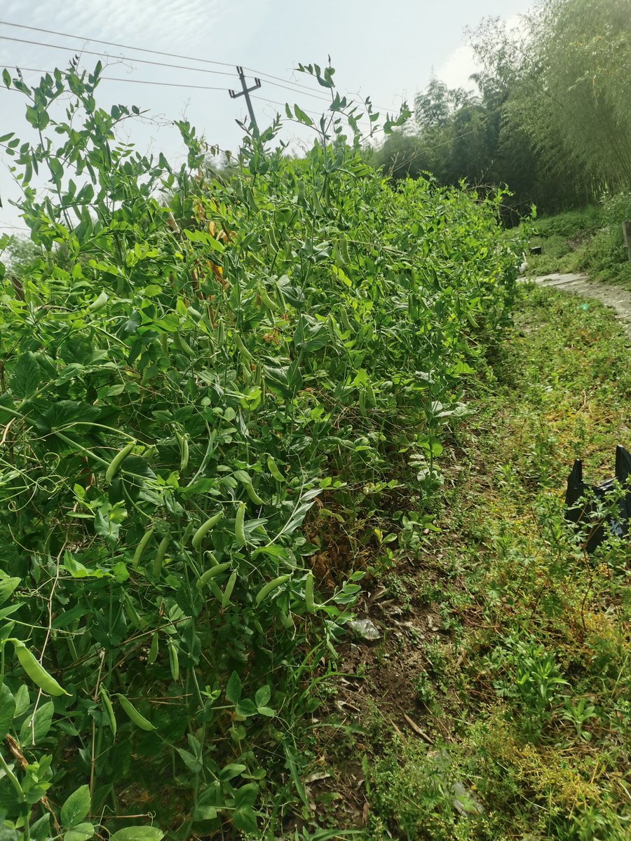 real_there00's tweet photo. "Small but mighty: pod [荚], [退] barriers, [抑] weak growth—nature’s quiet resilience!" https://t.co/4TJNwscRI2