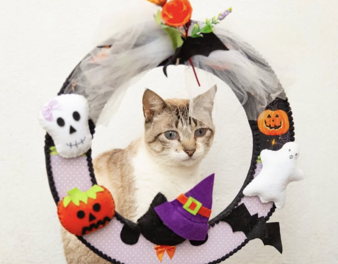 catlandrescue's tweet photo. Masson já está se preparando para o Halloween 🎃

Com quase 3 anos, a Masson foi resgatada em um condomínio e hoje só quer saber de uma caminha macia e uma família para chamar de sua.
adote@catland.org.br https://t.co/DhiteBsLNk