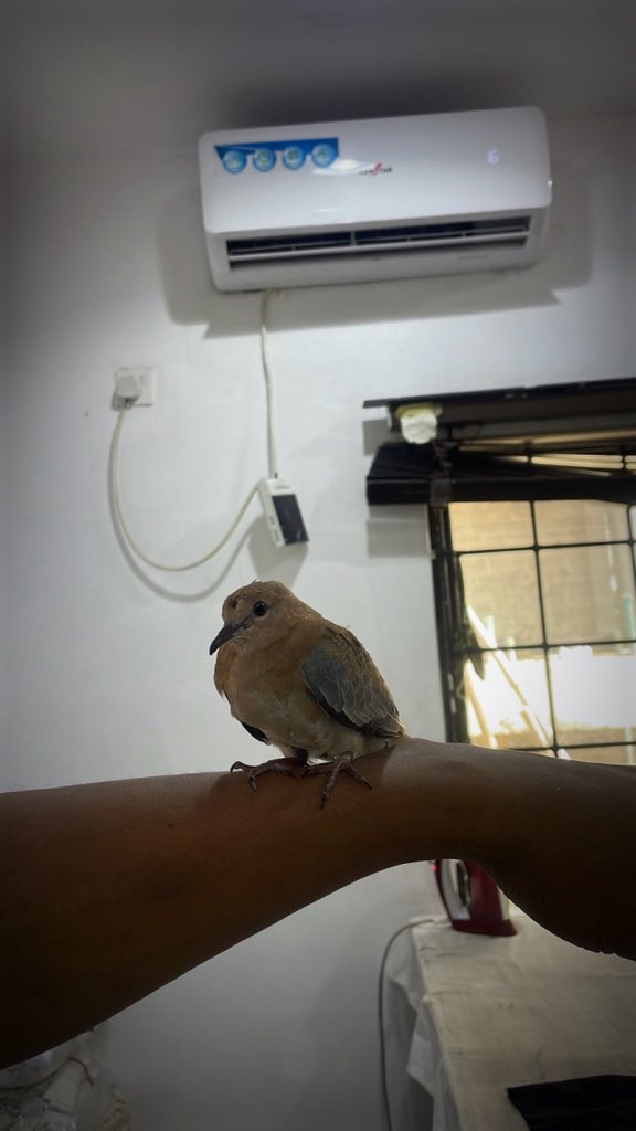 dan_yemyt's tweet photo. 🐦❤️ https://t.co/LfdzcejRbQ