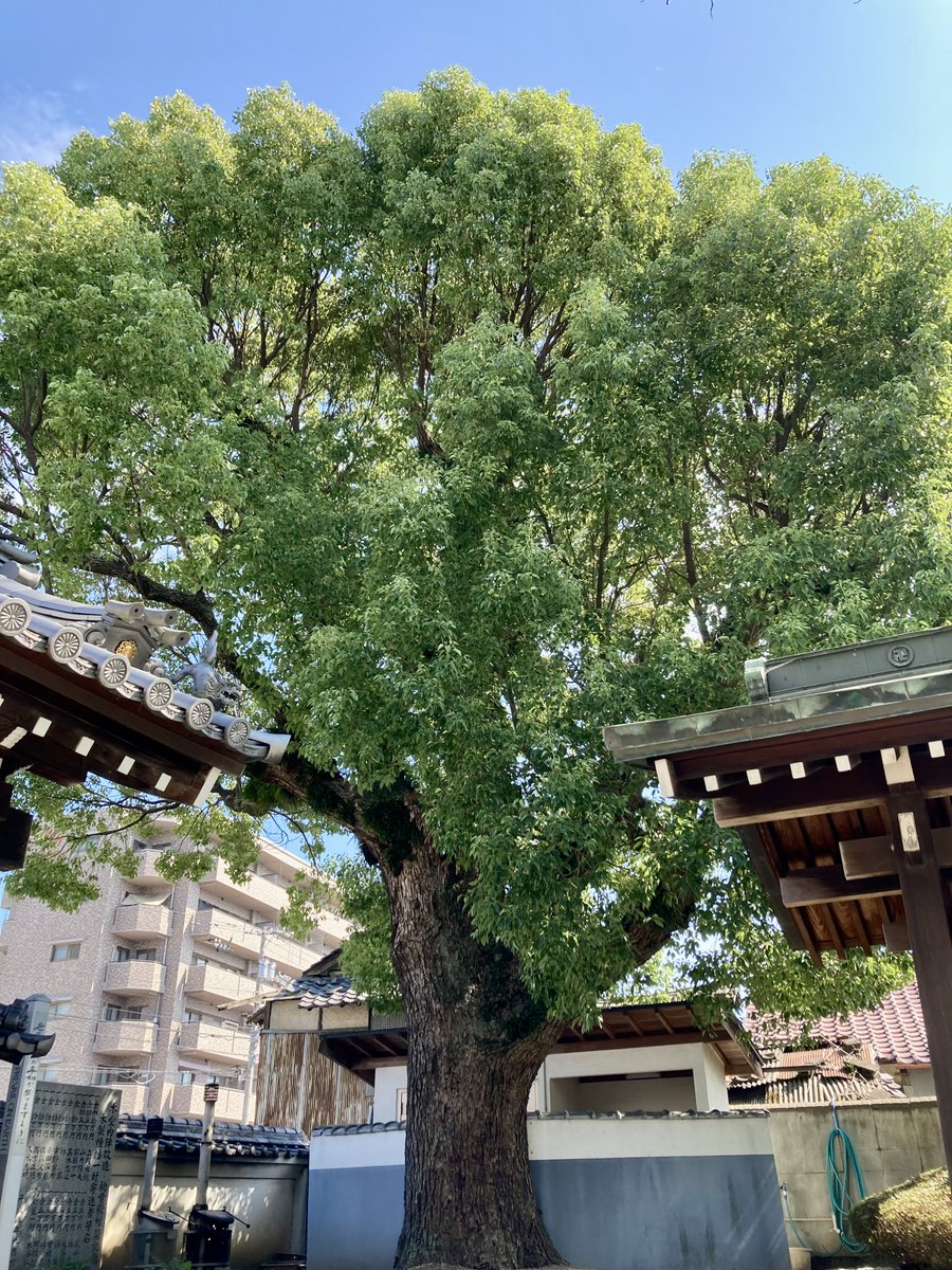 Shikoku_Henro_'s tweet photo. さぬき三十三観音霊場二十七番
寶光寺
丸亀市土器町西五丁目 https://t.co/ra3MJH9XEp