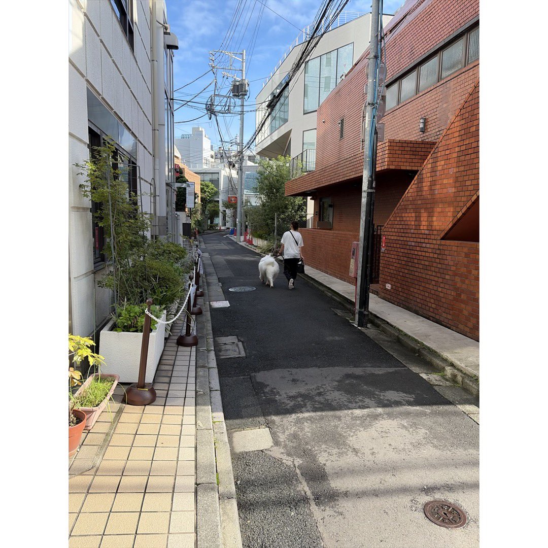 yu__osawa's tweet photo. 朝、大きな犬が散歩されてました https://t.co/yCVwSqAZQ8