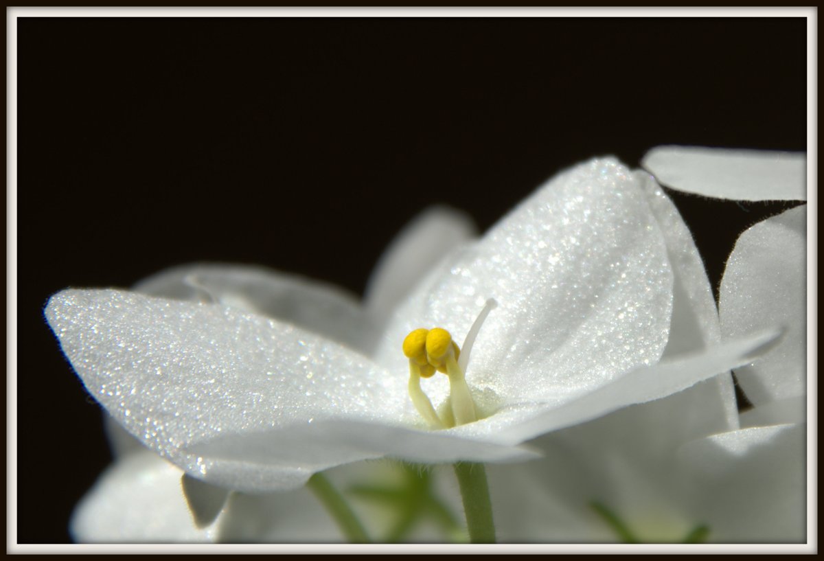 expreshenz's tweet photo. @jjmmli Intimaseeds https://t.co/Y0aciRfyp4