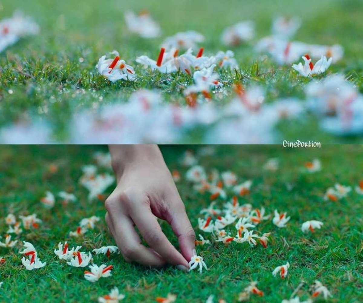 dhar_protik's tweet photo. And this is how, October begins....
🌸🤍 https://t.co/7iAMDz6cWE