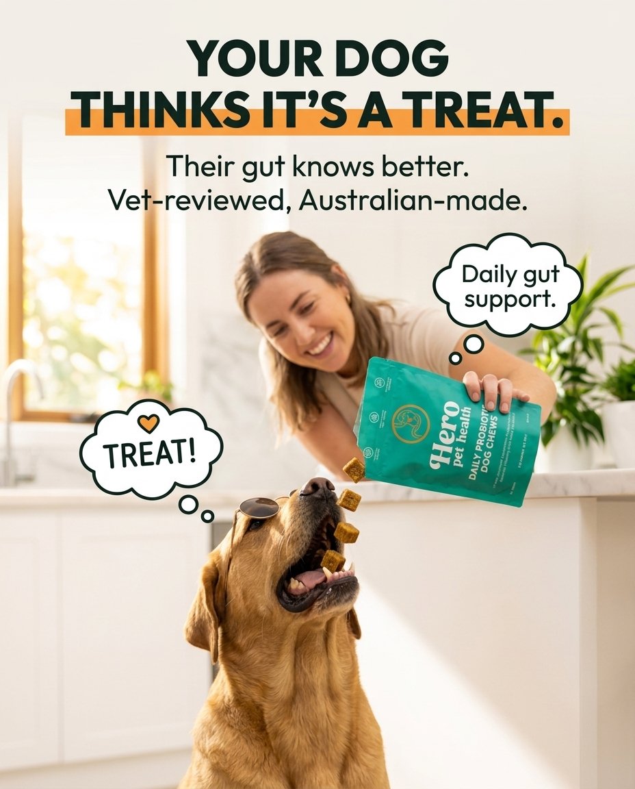 Salarmy_Studio's tweet photo. Recent creative concepts designed for Hero Pet Health brand.

#Metaads https://t.co/L4cpgsMPRS