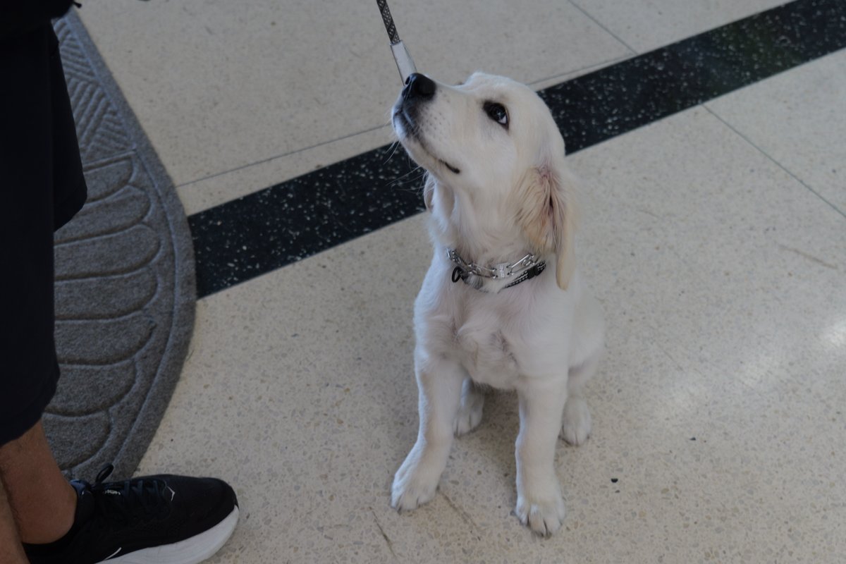 MidPointe's tweet photo. This past week we had the cutest visitor stop by the library as she is training to be a service dog. We think Lucy just wanted to stop by for some dog-gone good books! https://t.co/4ctfq3UfN5