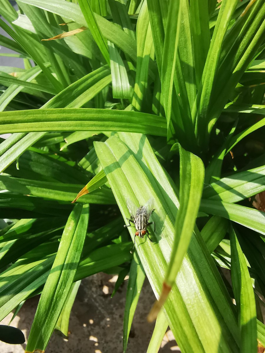 willi45352's tweet photo. Hey, you who’s been sitting there quietly, have you noticed the little fly on the windowsill https://t.co/m3upljh6GR