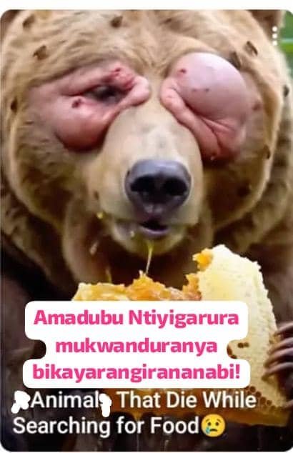 munyamulenge4's tweet photo. @GallasMusic Imirimo mibi yabakozi ba système yumwijima izabatera imivumo igitangaza nuko baraye bakurikiranye ninka nihene,zumwe mubobishe bakazinyaga kugirango umuryango wiwe uzapfukenye !! Ukibaza abonabanyamulenge? Ninyamanswa! Icakora biyise inyamaswa zibihemu https://t.co/IIAxjuZdyn