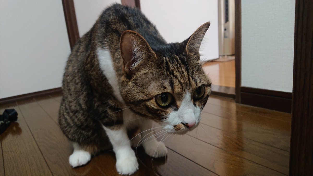 batter_93's tweet photo. 今朝実家の猫が亡くなりました
19歳でした

自分の人生の半分以上に彼の存在があったので、これからの人生にはもう彼がいないんだと思うと寂しくて仕方ありません

うちに来てくれてありがとう
幸せな時間をありがとう

ゆっくり休んでね https://t.co/8Lb6ZBKKSk