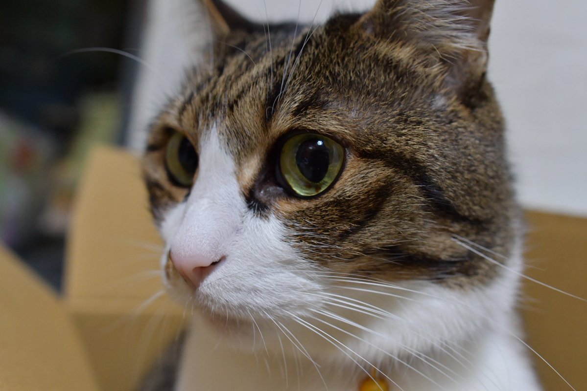 batter_93's tweet photo. 今朝実家の猫が亡くなりました
19歳でした

自分の人生の半分以上に彼の存在があったので、これからの人生にはもう彼がいないんだと思うと寂しくて仕方ありません

うちに来てくれてありがとう
幸せな時間をありがとう

ゆっくり休んでね https://t.co/8Lb6ZBKKSk