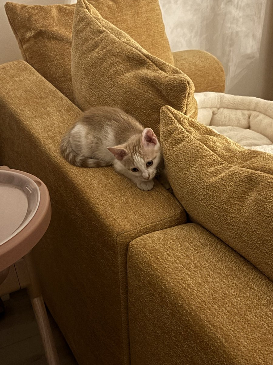 ArkheMer's tweet photo. @Leila__craft @jeraeve Plein d’amour ❤️ de Gattaca 🐈 https://t.co/vlF5bg4HVm