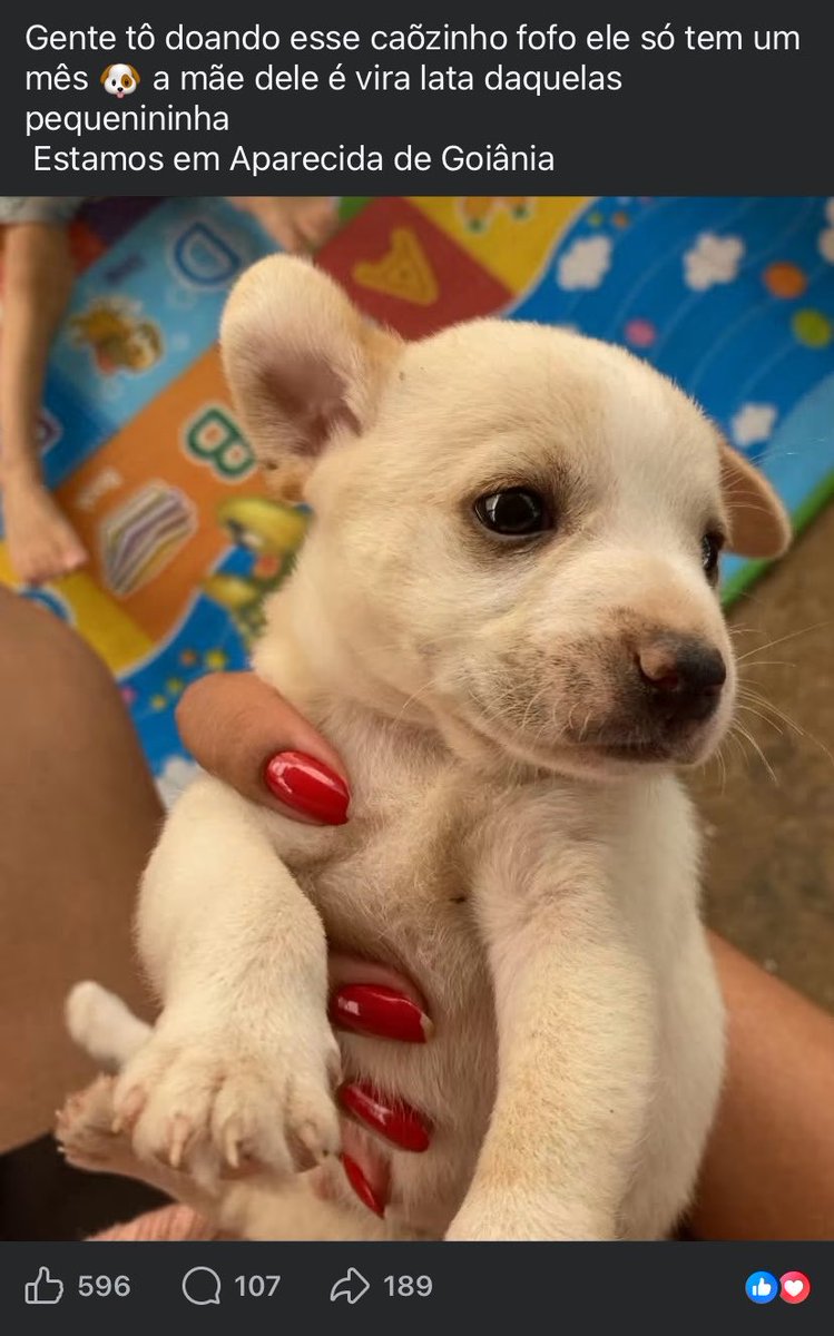 Deborassvaz's tweet photo. Meu cachorrinho ficou famoso do Facebook https://t.co/C9Qu0Vk5xT