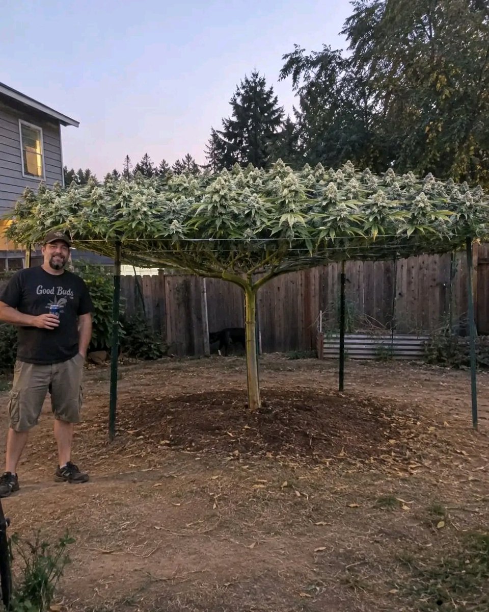 packpro___'s tweet photo. Some plants grow up. This one apparently decided to grow OUT. 😂🌿 

An absolutely wild garden sight — one giant, nearly flat canopy stretching several feet across and packed from edge to edge. 

The person standing beside it really puts the scale into perspective. Nature definitely has a sense of humor sometimes! 😮
