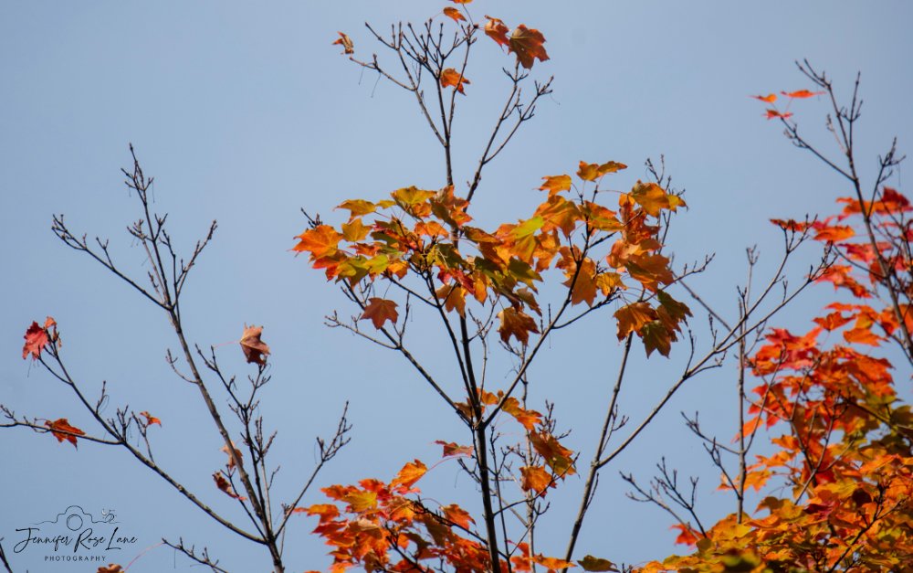 Jens_Starry_Sky's tweet photo. Life is better in October! Happy October 1st! π₯°πππ #FirstDayOfOctober #FallLeaves #fall @ThePhotoHour @SpencerWeather @WSAZBrandon @GaudetWeather https://t.co/JJnf2NXqFo
