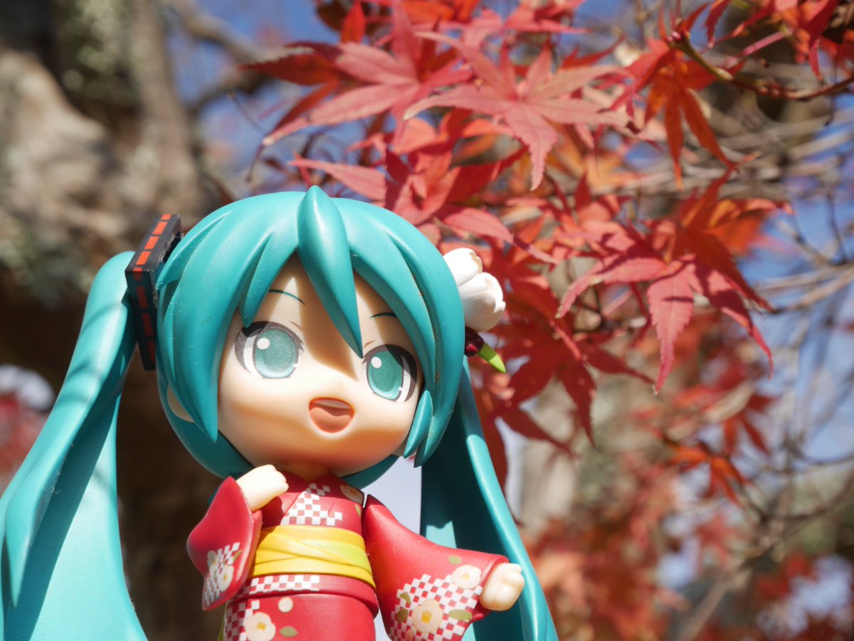 azumi_ju's tweet photo. #深夜の初音ミク撮影60分一本勝負
10/1のお題【和】

地元ではこれだけ色づくのに、あと２カ月くらいかかる

#みくさんぽ https://t.co/bZHx3LaLOB