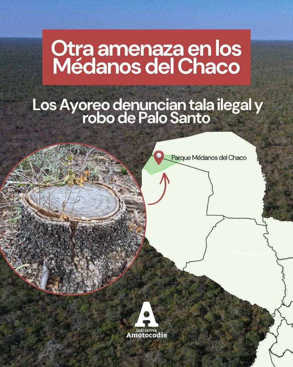 amotocodie's tweet photo. El Parque Nacional Médanos del Chaco no solo enfrenta la codicia de los proyectos de prospección y exploración de hidrocarburos y minería. La tala ilegal principalmente de palo santo está amenazando el ecosistema de la reserva, y los Ayoreo llevan meses denunciándolo. https://t.co/pukKxB2mSZ