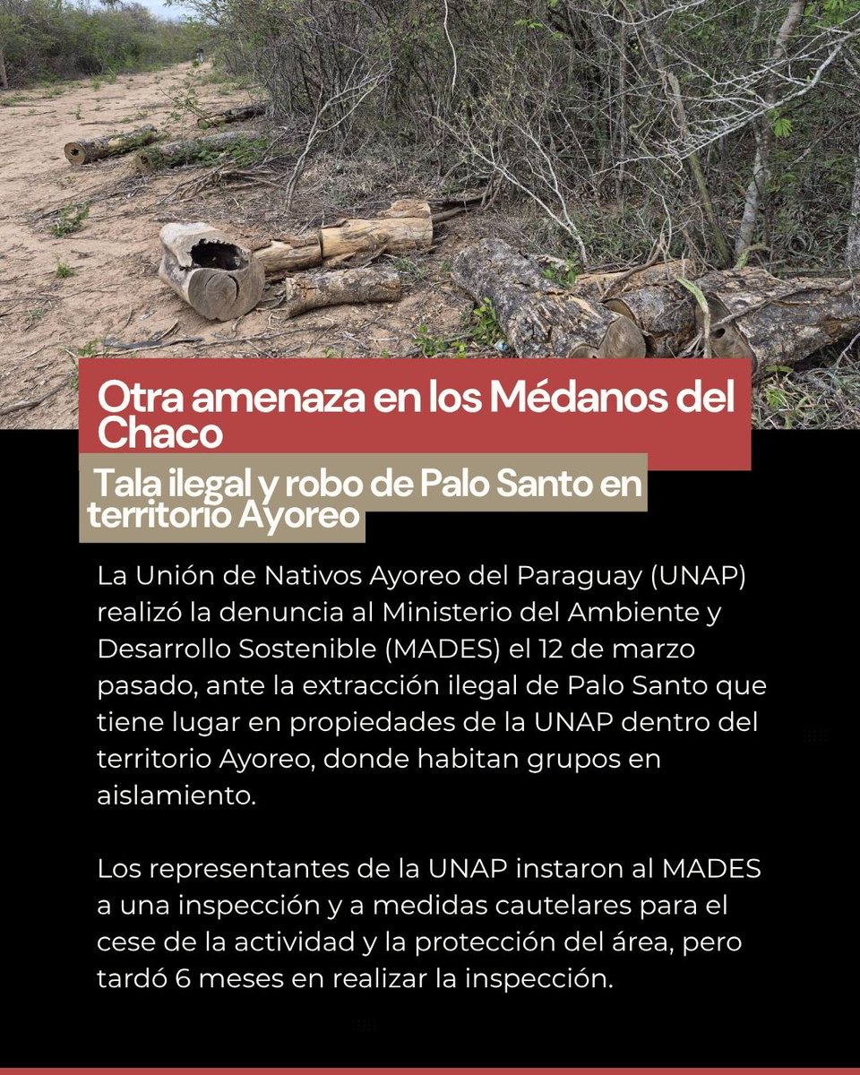 amotocodie's tweet photo. El Parque Nacional Médanos del Chaco no solo enfrenta la codicia de los proyectos de prospección y exploración de hidrocarburos y minería. La tala ilegal principalmente de palo santo está amenazando el ecosistema de la reserva, y los Ayoreo llevan meses denunciándolo. https://t.co/pukKxB2mSZ