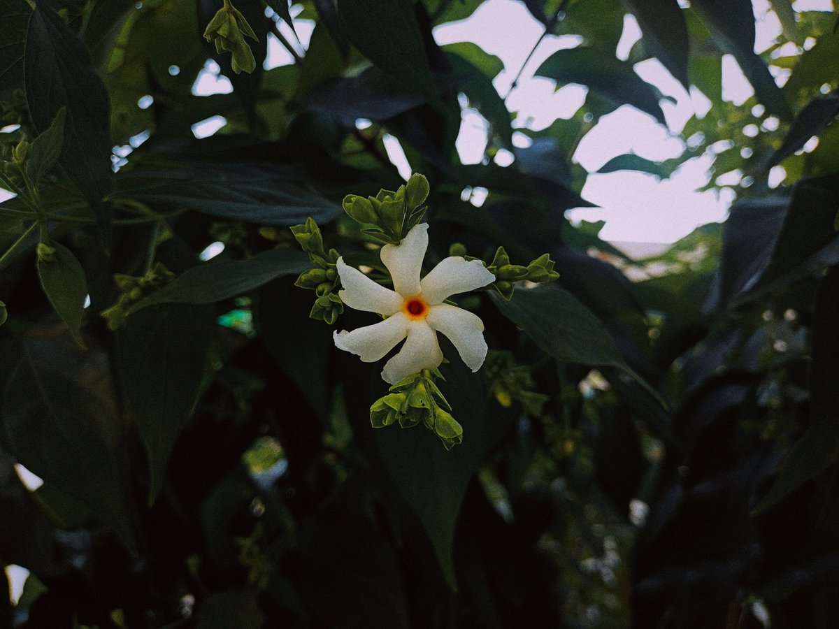 filmflora_as's tweet photo. October carries the scent of Parijat 𔓘 https://t.co/paYXAa2RNW