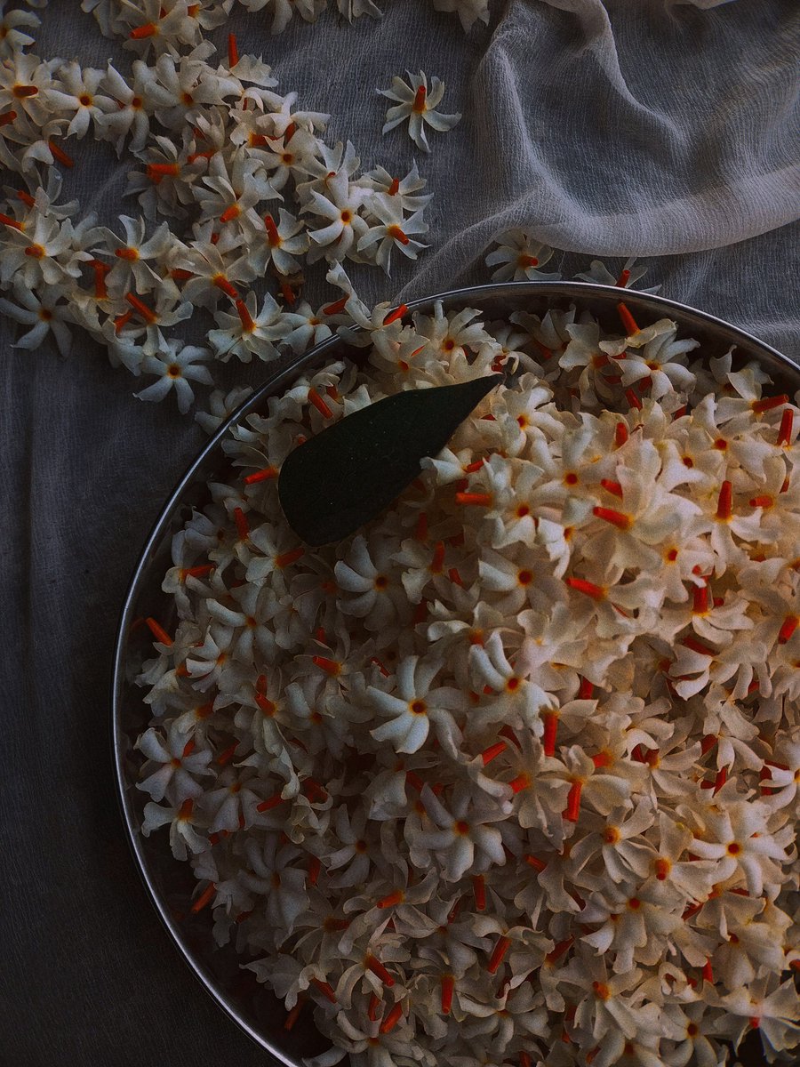 filmflora_as's tweet photo. October carries the scent of Parijat 𔓘 https://t.co/paYXAa2RNW