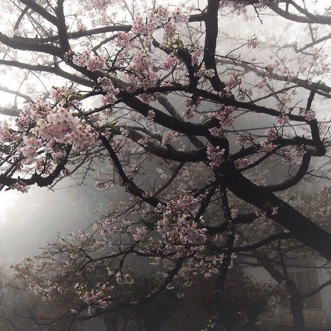yunaracervo's tweet photo. ❀"Sem pertencer a lugar nenhum, e com todos os caminhos abertos, traçarei livremente o meu próprio destino."⋆.ೃ࿔🌸*:･ https://t.co/lIfvy6Nt6I