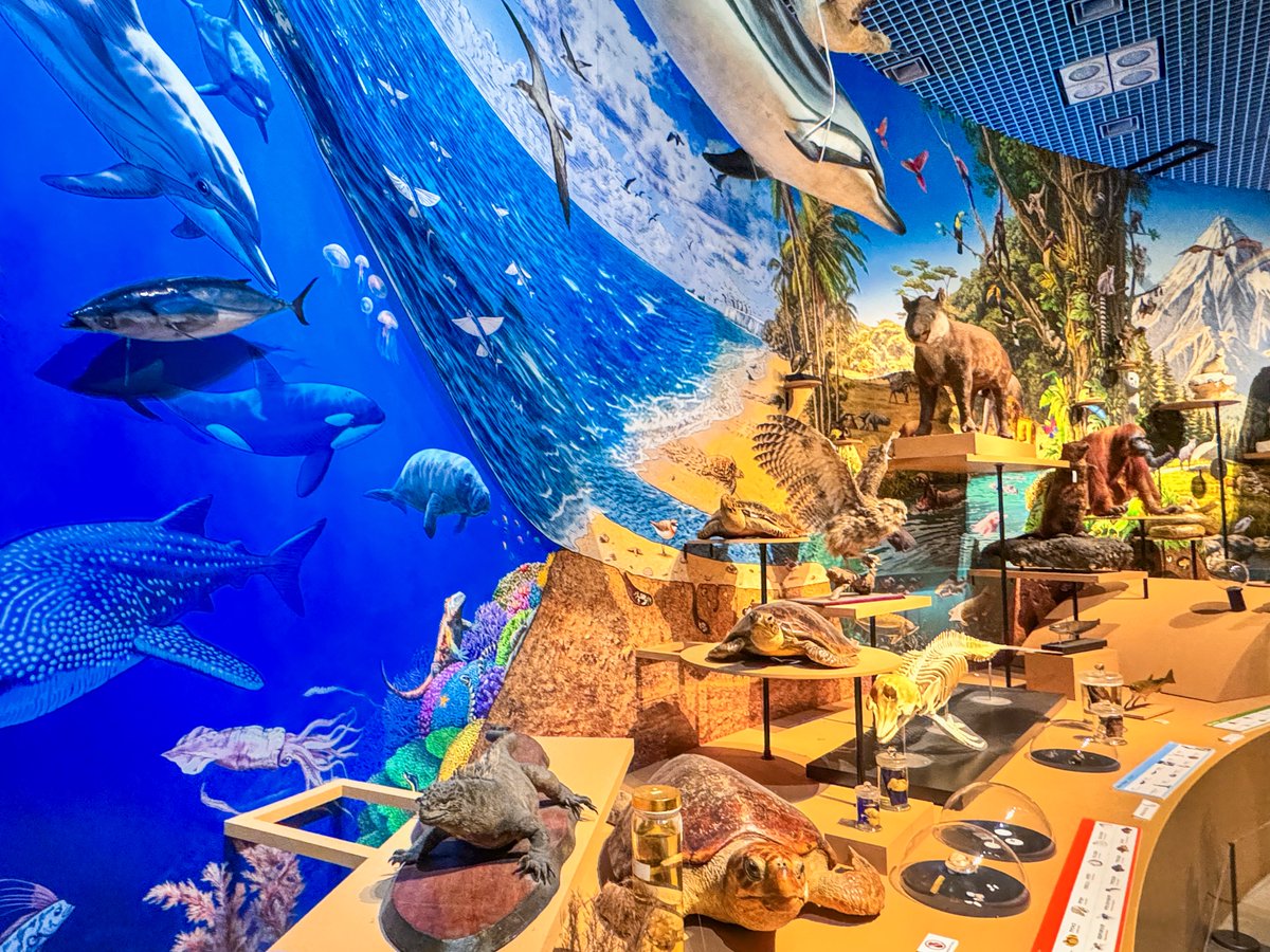 jeadoredisney's tweet photo. ❝いきもの超ワールド展 国立科学博物館×ダーウィンが来た！❞
太古から現在まで，環境変化に適応してきた生き物の生存戦略を，五感·エネルギー補給·サイズ·移動·集団·命のバトンの6テーマから紐解く展覧会で，科博の標本とNHKの迫力ある映像を組み合わせ，生き物の進化や生き抜く知恵を体感できます🔍 https://t.co/YYT0XSxcKI