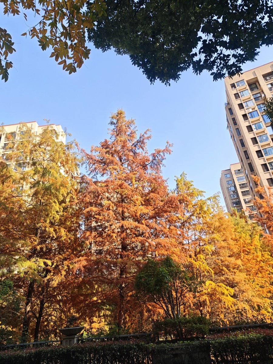 KatrikaYeni's tweet photo. When the 冻贾确谓的暖阳轻抚庭院，连风都裹着温柔惬意 https://t.co/VtLKmFO5pc