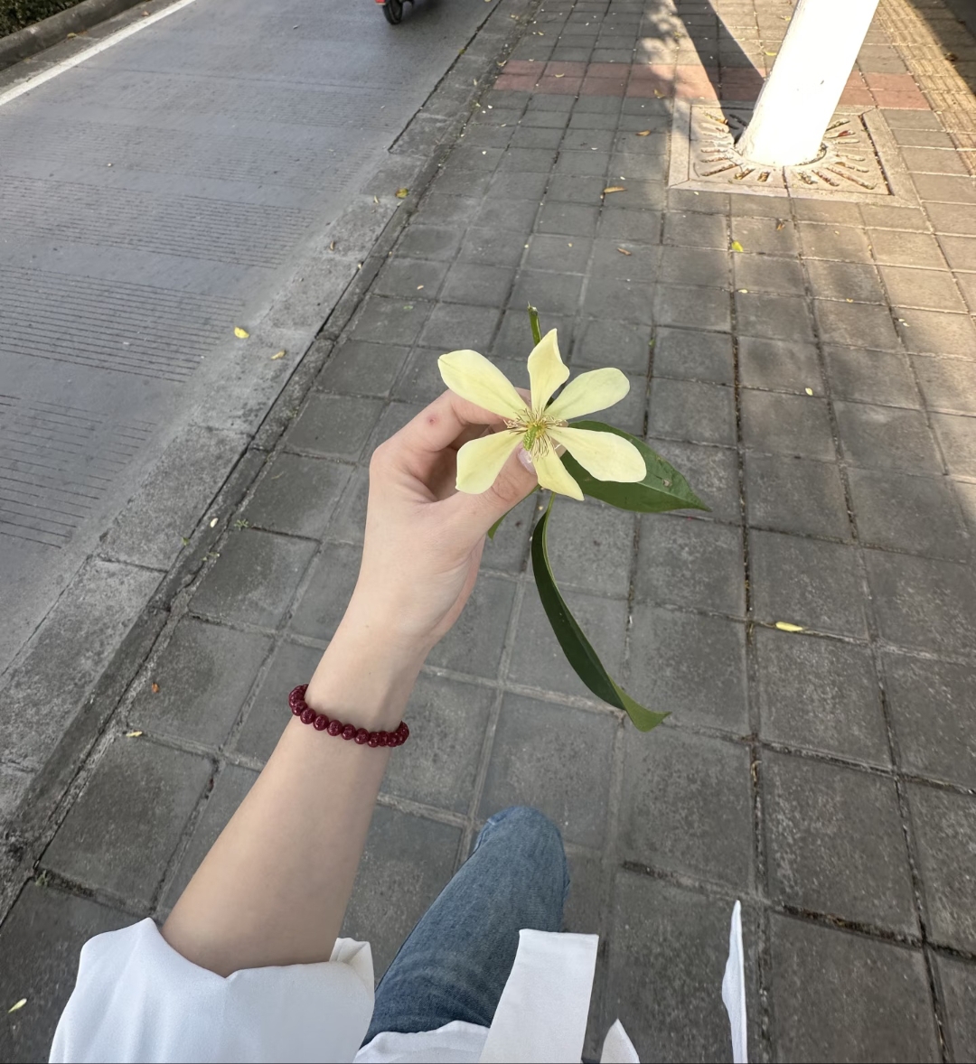 Janiecejjj's tweet photo. Hoy me encontré una flor pequea entre el camino de piedras, me hizo sentir que la belleza está en los detalles. https://t.co/x3cZWQGmGM