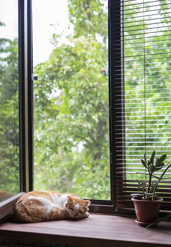 SetsukoNeijy's tweet photo. Mientras preparo un café caliente en la cocina, el gato se acurruca en el alféizar de la ventana contemplando la lluvia ligera afuera — esta tranquilidad del hogar es lo mejor de todo. https://t.co/flkf6wWeTC