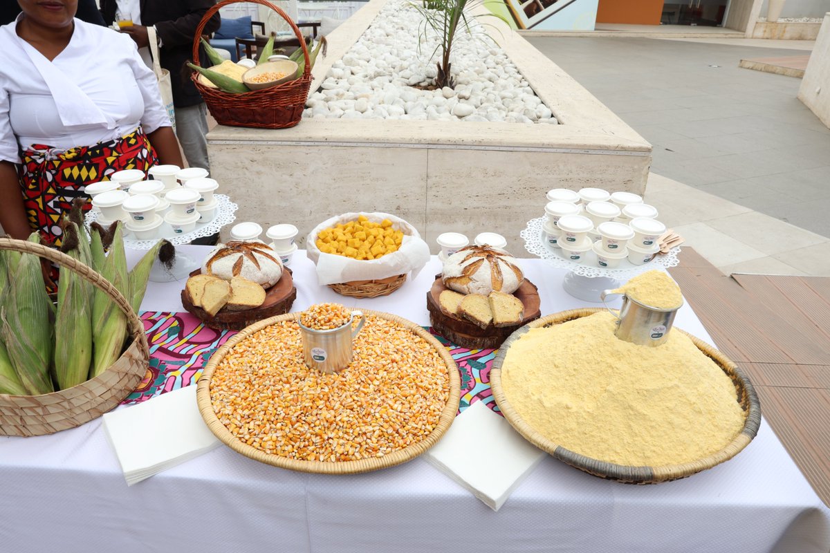 FAOAngola's tweet photo. As part of our special event ahead of World Food Day, we invited a group of chefs to demonstrate how Angola’s traditional, locally grown crops can be transformed into a variety of nutritious dishes, celebrating the country’s culinary heritage.
#WorldFoodDay https://t.co/gKo6sISsfK