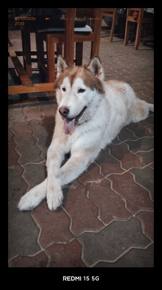 ToffeeTheHusky's tweet photo. $Toffee smelt some tokens burning ...thought they were food. https://t.co/9cPTJrBMWZ