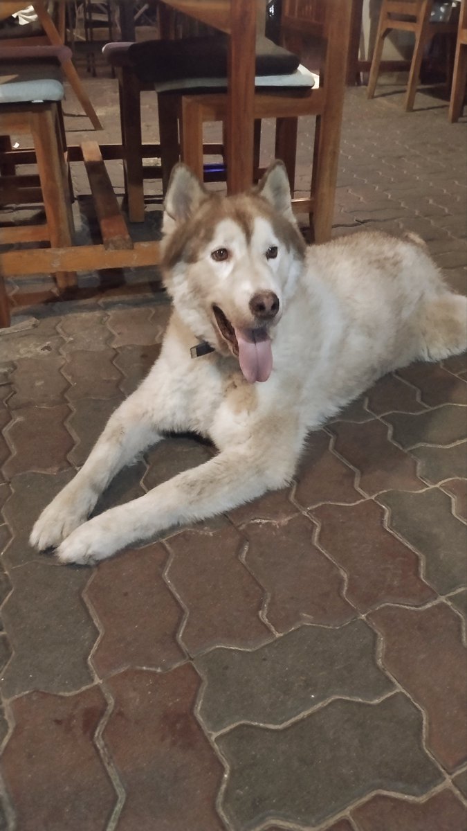 ToffeeTheHusky's tweet photo. $Toffee smelt some tokens burning ...thought they were food. https://t.co/9cPTJrBMWZ