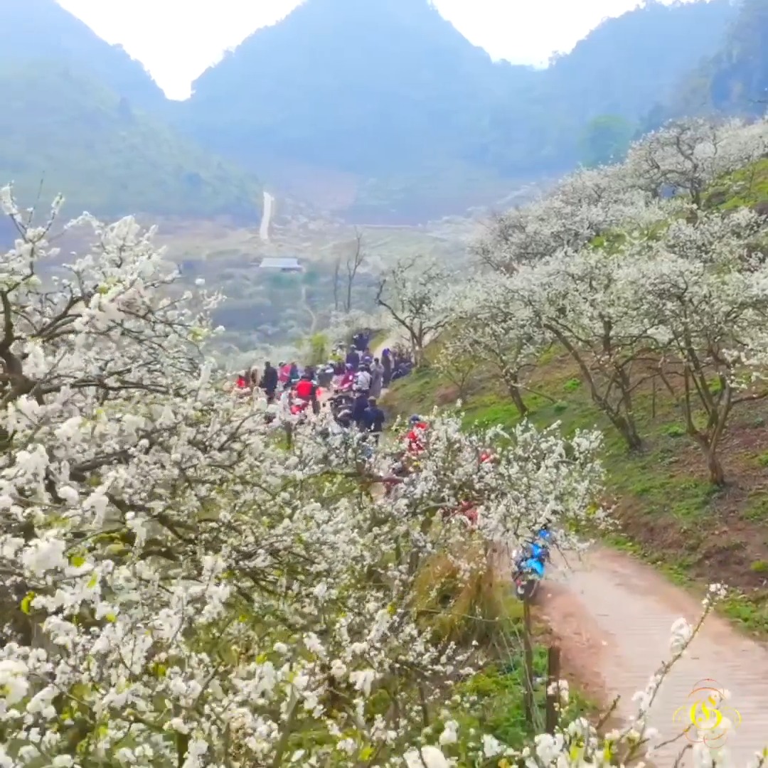 A winding path through a valley of blooming white plum blossoms leads to crowds of visitors in Mộc Châu, with mist-covered mountains rising in the background during the seasonal flower festival (January–February). A gold "CS" logo appears in the bottom right corner.