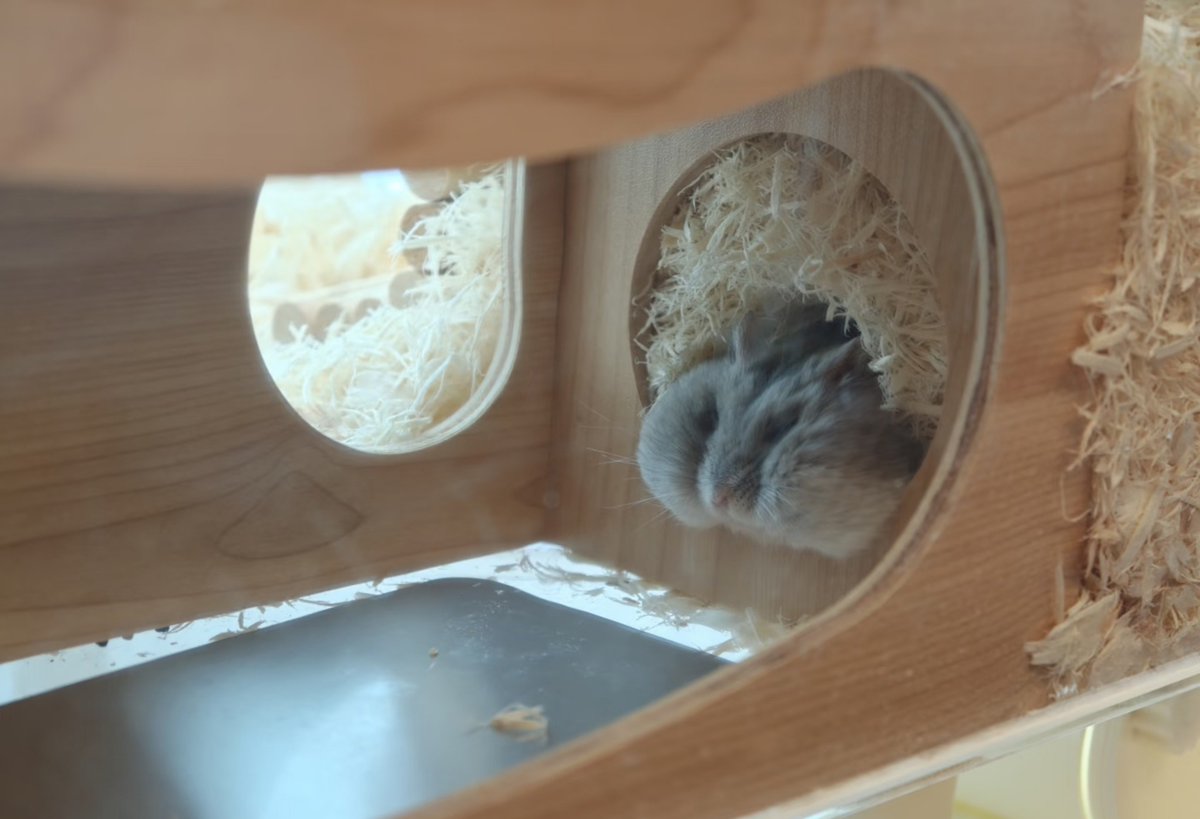 TweetsOfHamster's tweet photo. https://t.co/BXoVZWZdyC