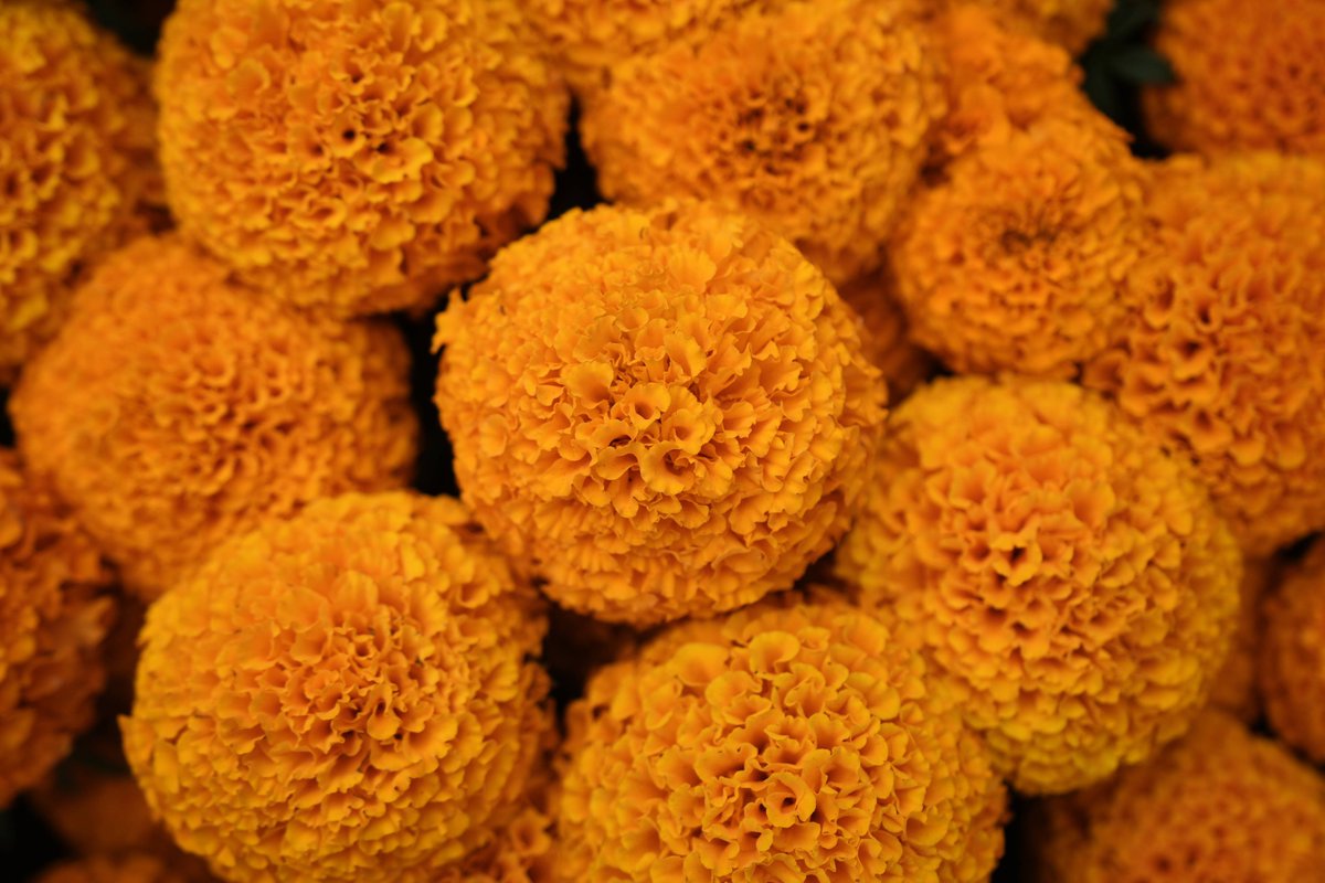 CarolynnWatdg's tweet photo. Feliz Día de los Muertos! Ofrendas llenas de cempasúchil, pan de muerto y recuerdos cálidos para quienes ya no están https://t.co/93B8pXNbAn