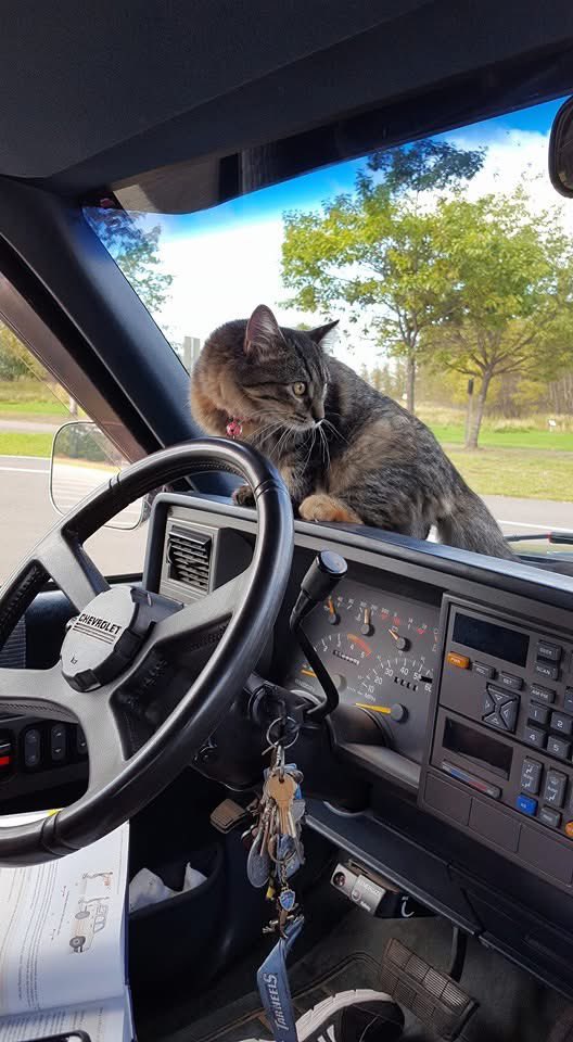purrsleigh's tweet photo. Happy #ThrowbackThursdays everyone. Here are some throwbacks of me as as a kitten. It’s also a throwback to the humans very first truck https://t.co/EniVwf38xh